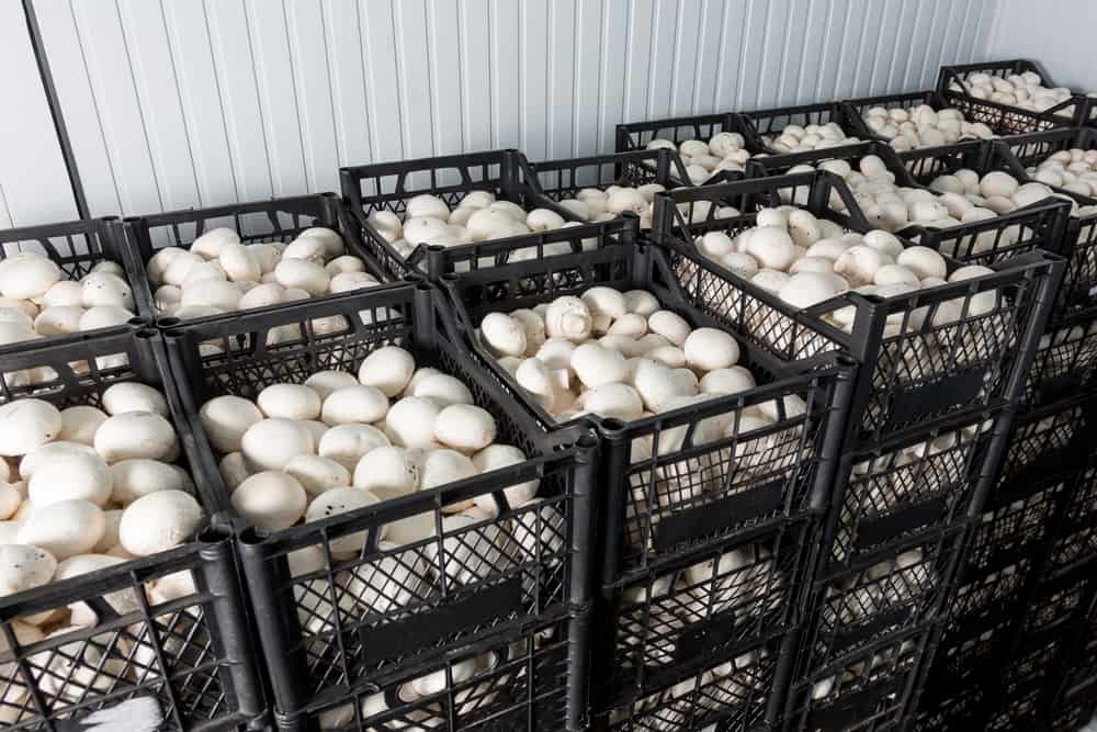 Boxes with fresh champignon harvest