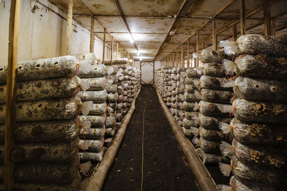 Mushroom Farm with bags of substrates
