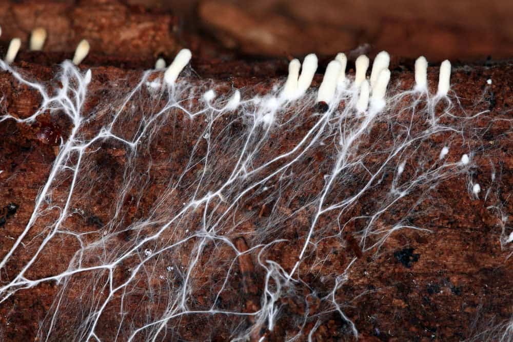 Mushroom Mycelium