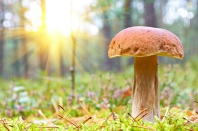 Mushroom getting lots of sunshine