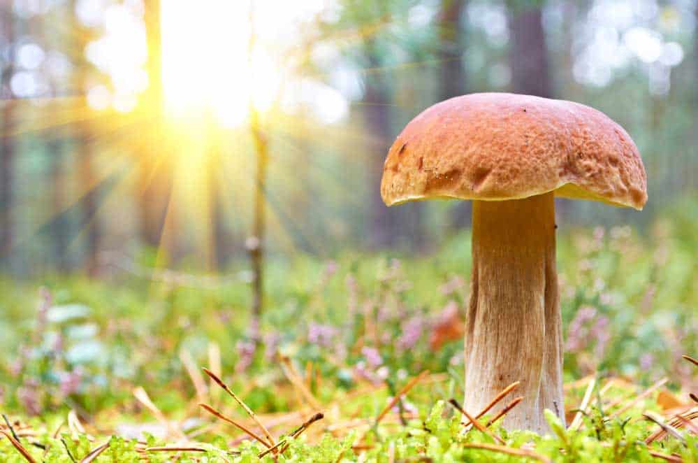 Mushroom getting lots of sunshine