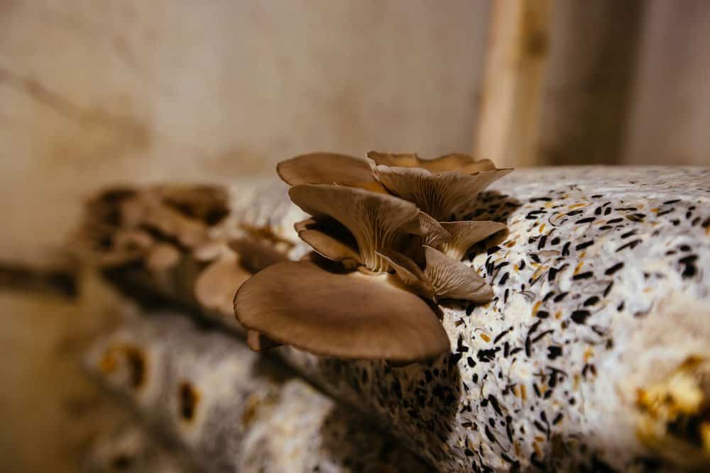 Oyter mushrooms growing from substrate
