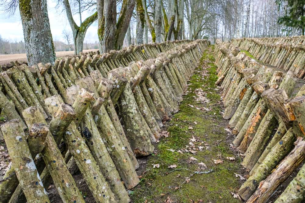 Shiitake mushroom farm with Logs