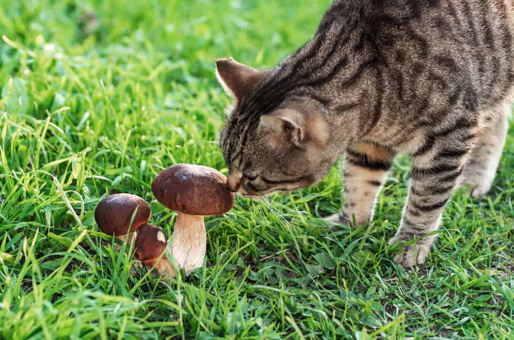 Cat smells mushroom