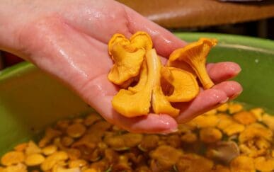 cleaning chanterelles