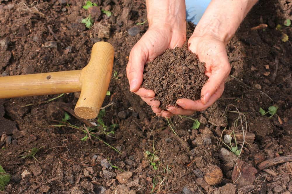 Handful of Compost