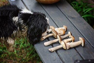 Dog eats some mushrooms