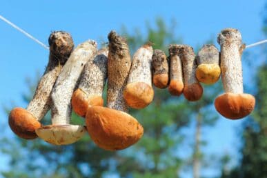 drying mushrooms