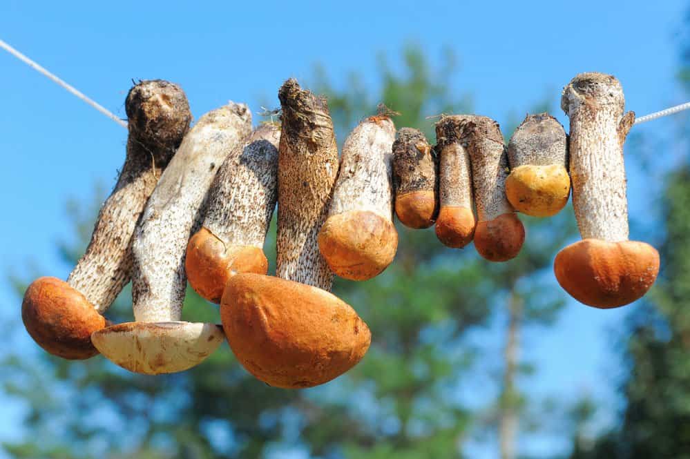 drying mushrooms