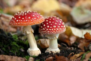 The poisonous fly agaric