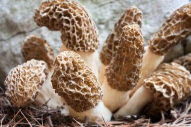 Picture of growing morel mushrooms