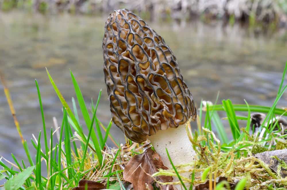 Morel