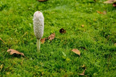 Mushroom growing on the lawn