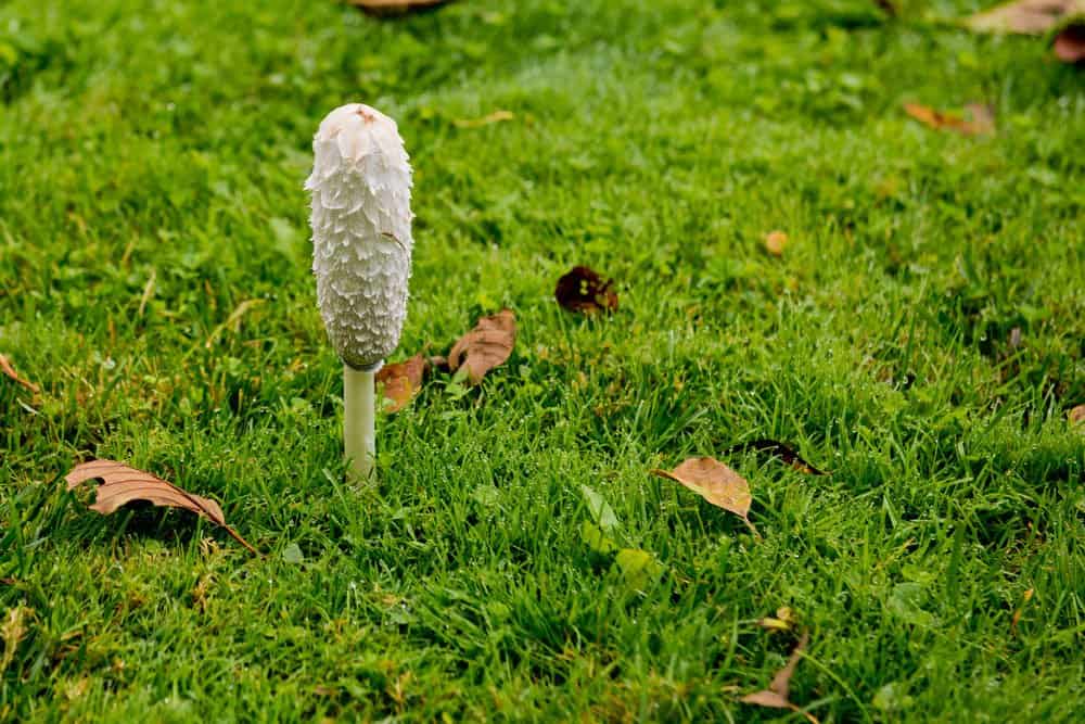 Mushroom growing on the lawn