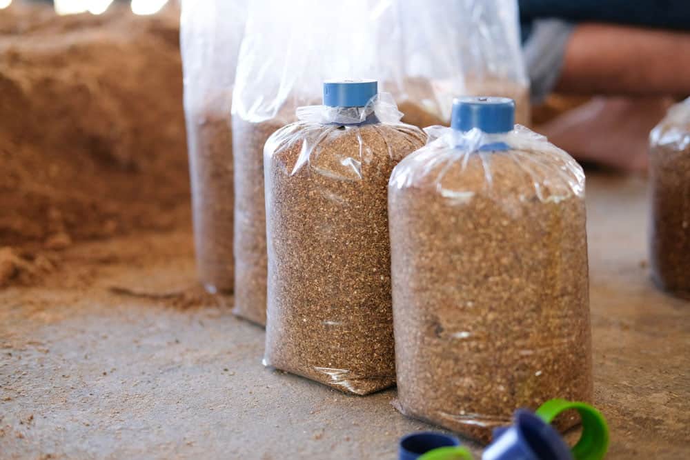 mushroom substrate packed in big bottles