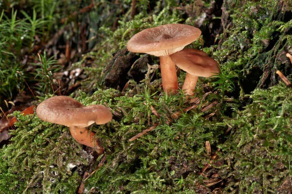 Mushrooms growing in moss