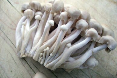mushrooms with white fuzz on stem