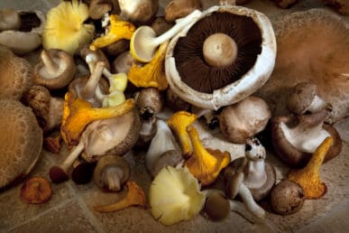 Mushrooms you can grow at home easily