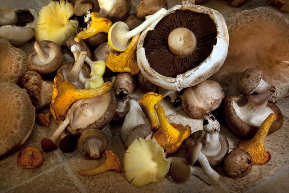 Mushrooms you can grow at home easily