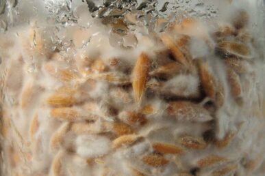 Mushroom Mycelium close up in a jar