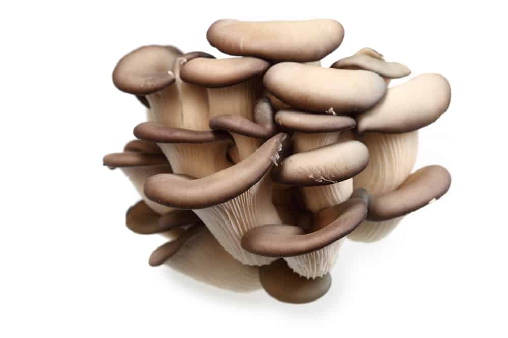 Oyster Mushrooms on white Background