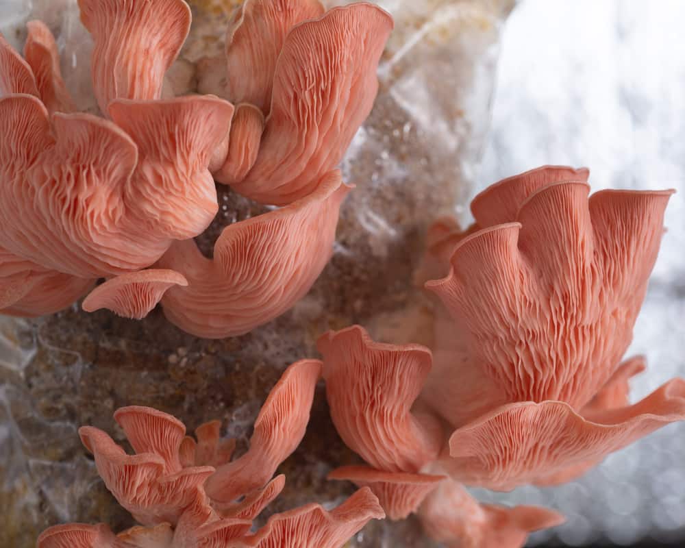 A cluster of Pink Oyster mushrooms